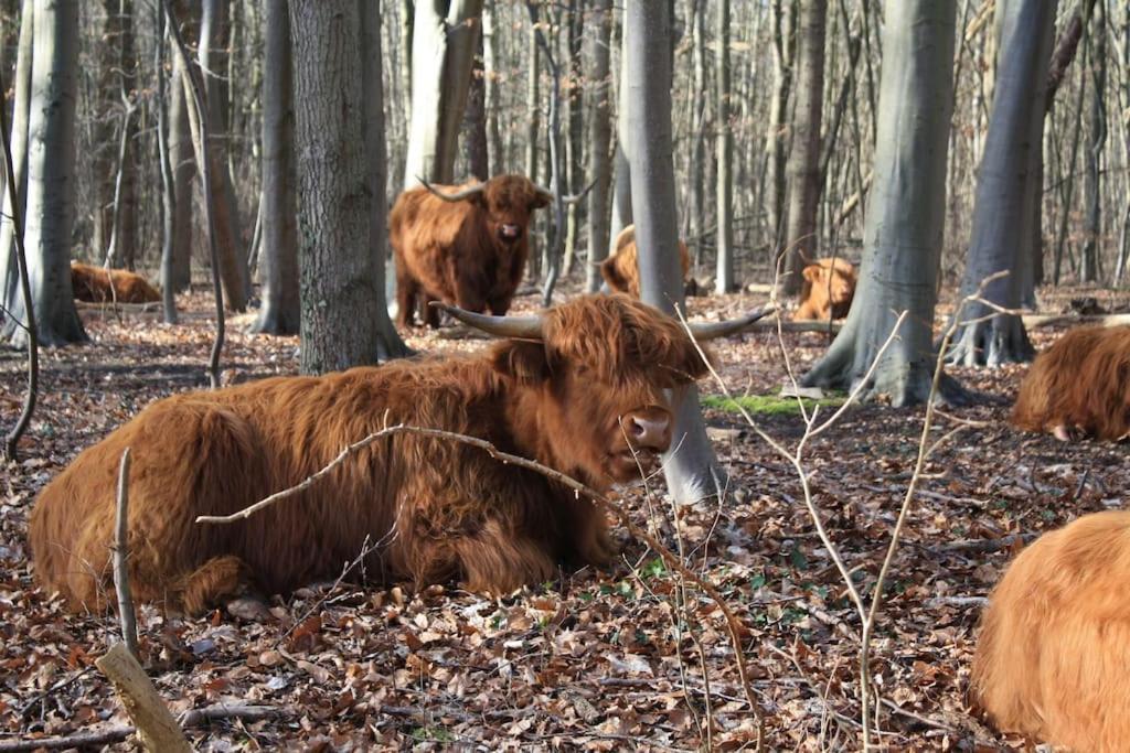 Villa De Bosrand Grenzend Aan Het Bos Castricum Exterior foto