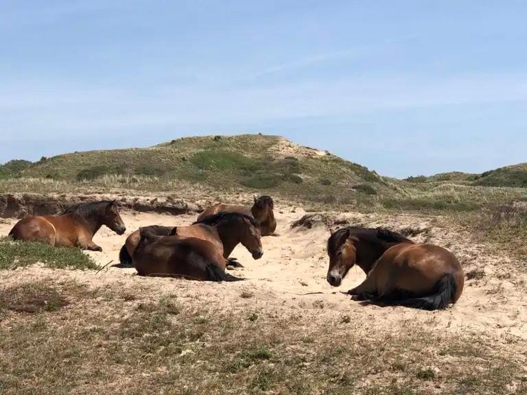 Villa De Bosrand Grenzend Aan Het Bos Castricum Exterior foto