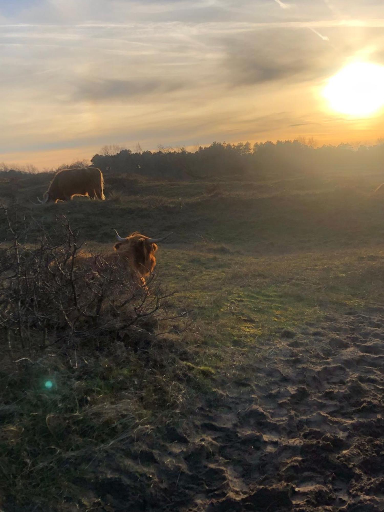 Villa De Bosrand Grenzend Aan Het Bos Castricum Exterior foto
